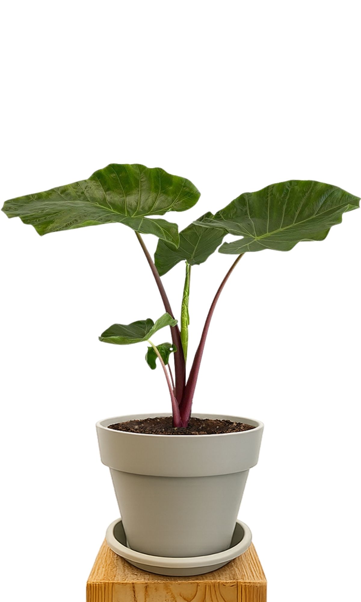 Plant kit 30 Sand